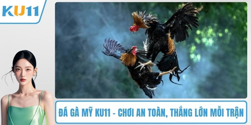 Đá gà Mỹ KU11