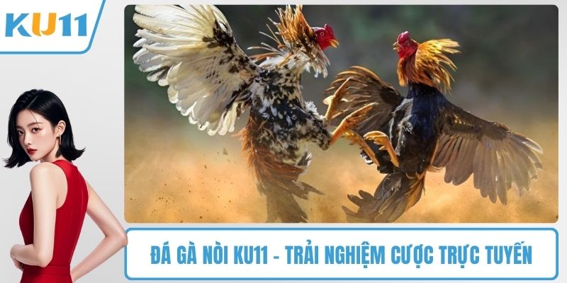 Đá gà nòi KU11