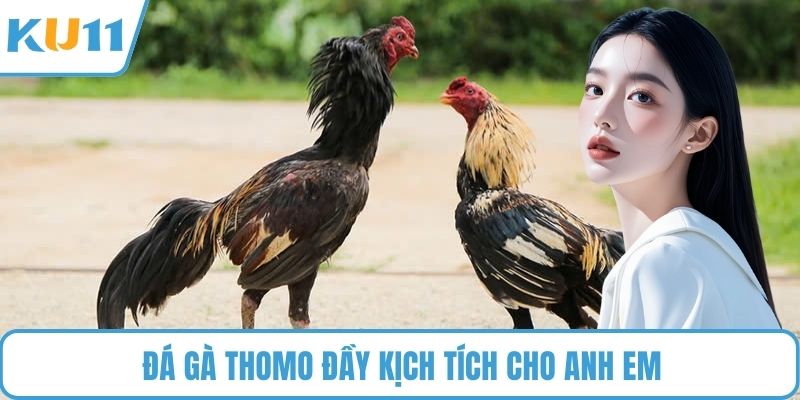 Đá gà Thomo đầy kịch tích cho anh em
