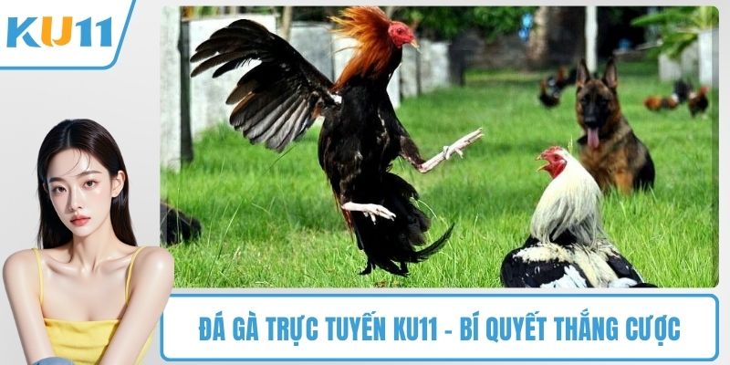 Đá Gà Trực Tuyến KU11