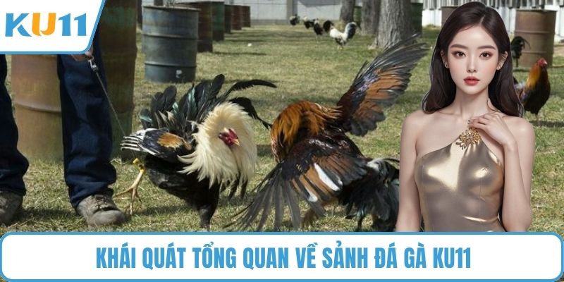 Khái quát tổng quan về sảnh đá gà KU11