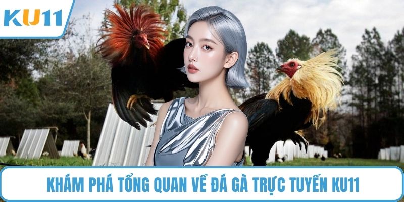 Khám phá tổng quan về đá gà trực tuyến KU11