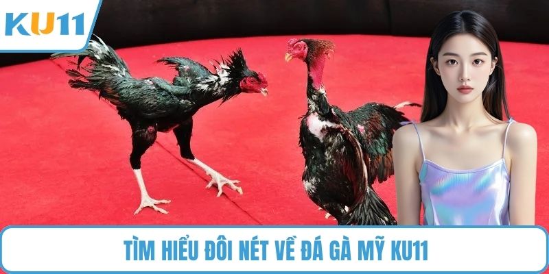 Tìm hiểu đôi nét về đá gà Mỹ KU11
